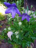 IMG_20250730_094924_1.jpg
