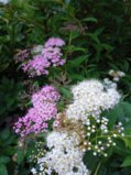 IMG_20250730_095004_1.jpg
