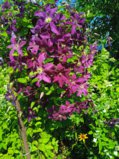 IMG_20250728_113517_1.jpg