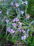 IMG_20250725_093001.jpg