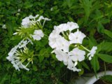 IMG_20250810_181558_1.jpg