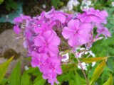 IMG_20250810_181636_1.jpg