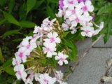IMG_20250810_181651_1.jpg