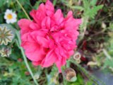 IMG_20250810_184904.jpg