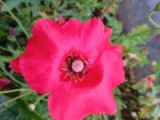 IMG_20250810_184857_1.jpg