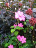 IMG_20250813_201746.jpg