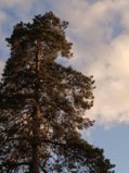 IMG_20250813_201709_1.jpg