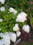 IMG_20250824_195031_1.jpg