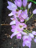 IMG_20250916_163907.jpg
