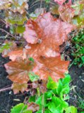 IMG_20250916_164621.jpg