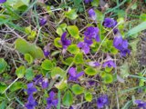IMG_20260501_170121_1.jpg
