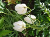 IMG_20260506_173700.jpg