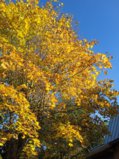 IMG_20260930_153509_1.jpg