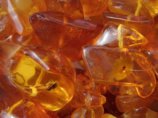 amber_necklace_with_insects.jpg